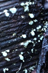 Trichoderma flavipes