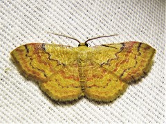 Leptostales ferruminaria