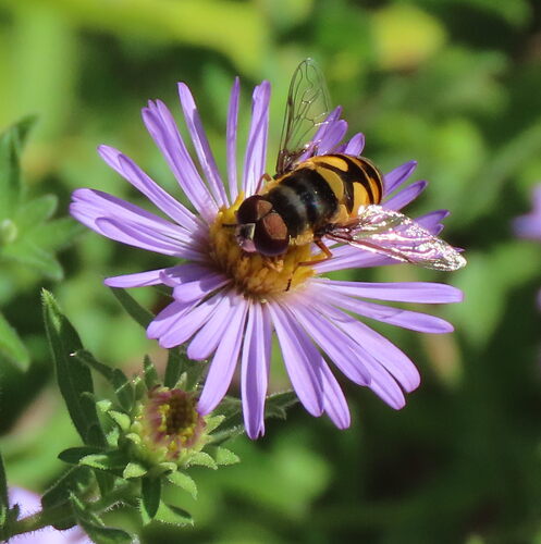 Unknown species found near Boone County, MO, USA