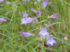Penstemon gentryi