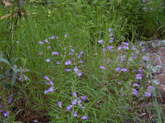 Penstemon gentryi