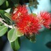 Pōhutukawa - Photo (c) loribrummer, some rights reserved (CC BY-NC), uploaded by loribrummer