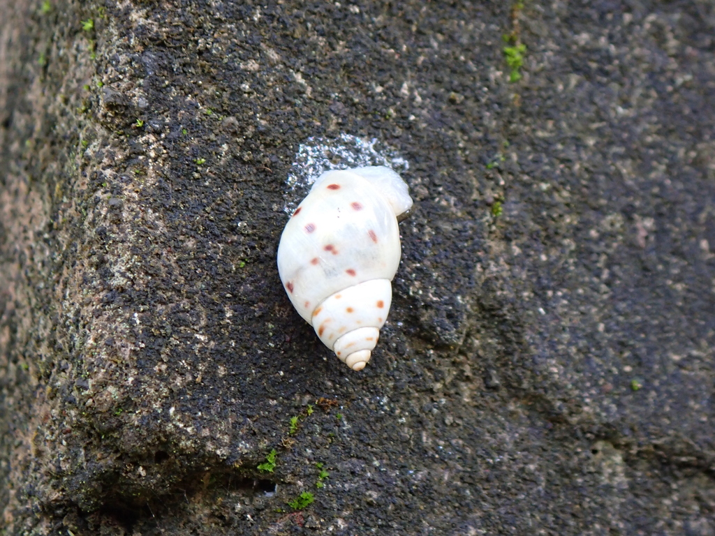 Mesembrinus totonacus
