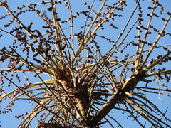 Comocladia macrophylla