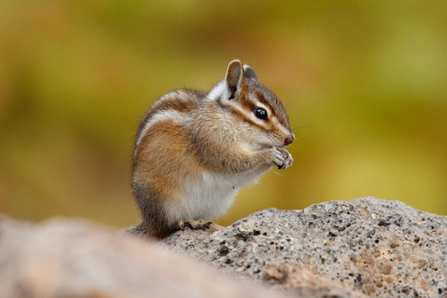 Shadow Chipmunk observed by ntucey