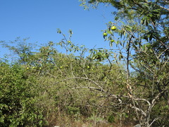 Cascabela ovata