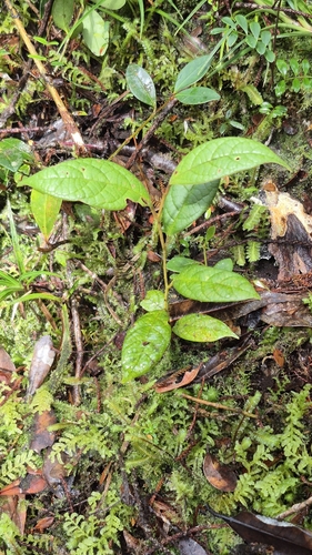 Cryptocarya angica