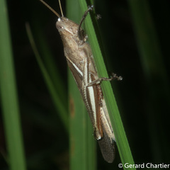 Stenocatantops splendens
