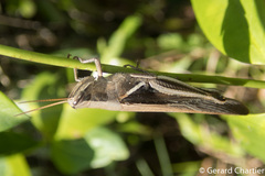 Stenocatantops splendens