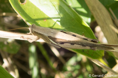 Stenocatantops splendens