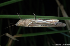 Stenocatantops splendens