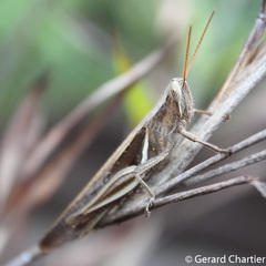 Stenocatantops splendens