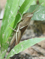 Stenocatantops splendens