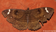 Erebus hieroglyphica