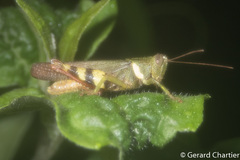 Apalacris varicornis