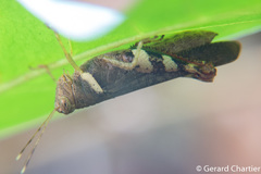 Apalacris varicornis
