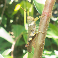 Apalacris varicornis
