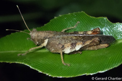 Apalacris varicornis