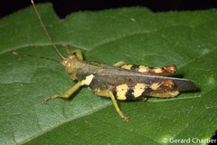 Apalacris varicornis