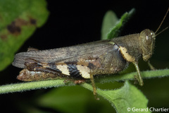 Apalacris varicornis