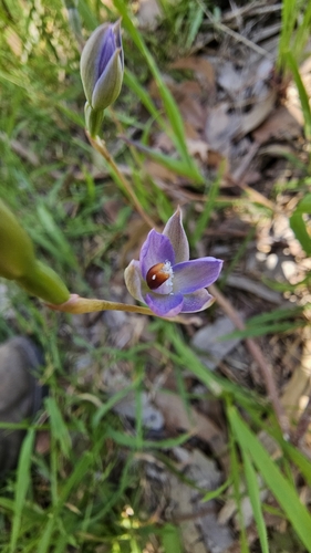Peppertop Sun-orchid (Thelymitra brevifolia)