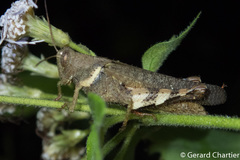 Apalacris varicornis