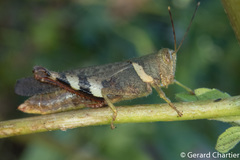 Apalacris varicornis