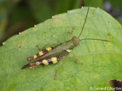 Apalacris varicornis
