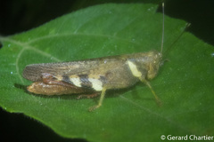 Apalacris varicornis