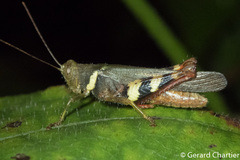 Apalacris varicornis
