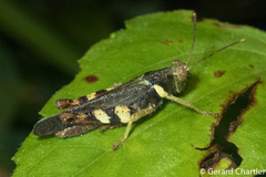 Apalacris varicornis
