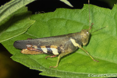Apalacris varicornis