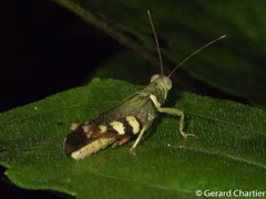 Apalacris varicornis