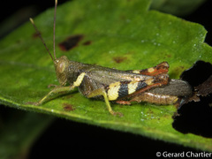 Apalacris varicornis