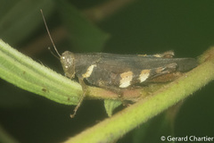Apalacris varicornis
