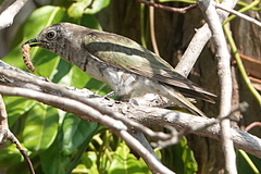 Chrysococcyx minutillus