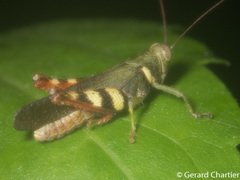 Apalacris varicornis