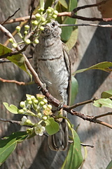 Chrysococcyx minutillus