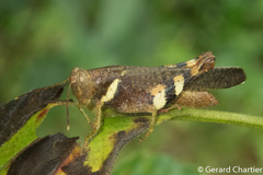 Apalacris varicornis