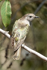 Chrysococcyx minutillus