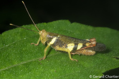 Apalacris varicornis