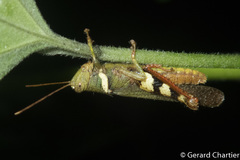 Apalacris varicornis