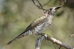 Chrysococcyx minutillus