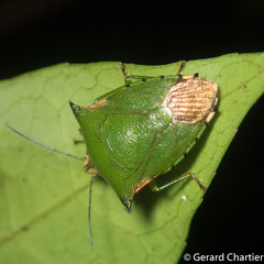 Rhynchocoris