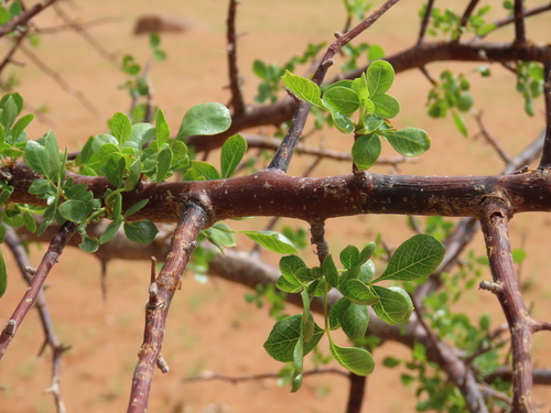 Satinbark Corkwood (Commiphora tenuipetiolata)