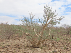 Sesamothamnus guerichii, photograph author not stated, no rights reserved