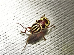 Cryptocephalus leucomelas