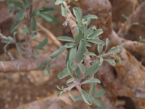 Sesamothamnus guerichii, photograph 2