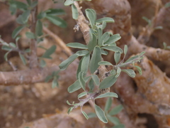 Sesamothamnus guerichii, photograph author not stated, no rights reserved