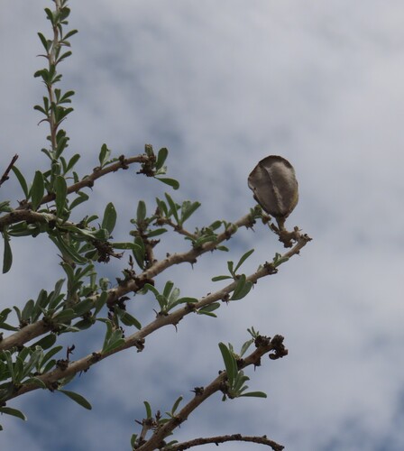Sesamothamnus guerichii, photograph 1